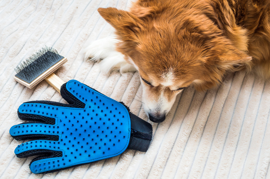 sad dog lies near a brush and gloves. Molting in a dog