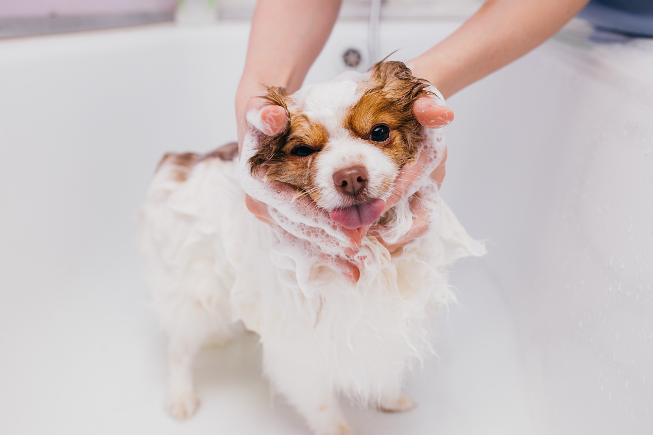 adorable pet dog take shower in bath before grooming